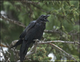 COMMON RAVEN, JASPER N.P.