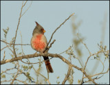                  PYRRHULOXIA                         _DSC0630-800.jpg