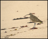 WHIMBREL-800.jpg