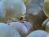 Bubble coral Shrimp
