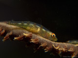 Whip Coral Goby