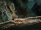  Toothy (Host) Goby  - Pleurosicya mossambica