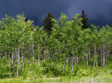 0202-Treees-Storm-blog.jpg