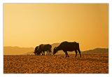 Buffaloes at Dusk 01