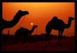 Camels at Dusk 01