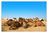 Camels Sitting