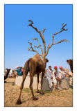 Camel Trader 18