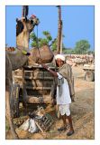 Camel Trader 26