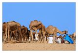 Camels 11