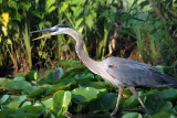Kenilworth Aquatic Gardens