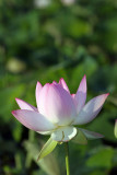 Kenilworth Aquatic Gardens