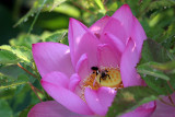 Kenilworth Aquatic Gardens