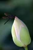 Kenilworth Aquatic Gardens