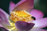 Kenilworth Aquatic Gardens