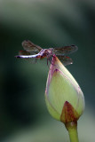 Kenilworth Aquatic Gardens