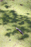 Kenilworth Aquatic Gardens