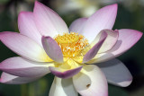 IMG_6785.jpg