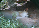 Dingo asleep