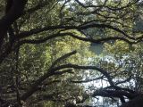 Suburban Mangroves