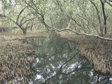Swamp in Bicentennial Park