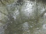 Tide coming in over mangroves