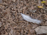 Small feather