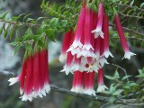 Epacris longifolia