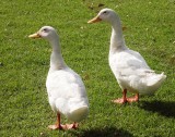 Matched pair of ducks