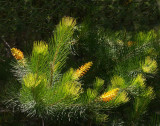  Persoonia pinifolia
