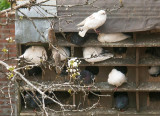 Doves at home