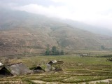 Rice fields