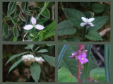 Four flowers seen on Rhododendron Walk