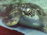 Sea turtles