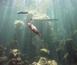 Deep tank  2