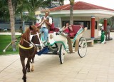 Horse and carriage