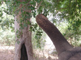 Unusual view from the back of an elephant