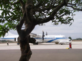 Frangipani tree and our plane