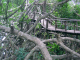 Bridge through trees