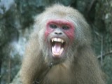 Enraged monkey on a chain