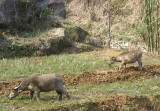 Buffalo on a valley farm