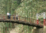 Boys, Bridge and Bamboo