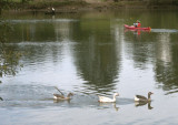 Three geese and a red canoe
