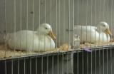 Two Show Ducks
