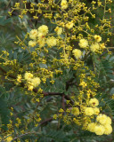 Acacia (identification needed)