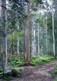 Track to Grose Lookout