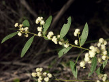Acacia myrtifolia