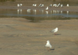 Gulls on a sandbank