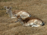 Deer