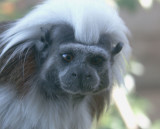Cotton-top Tamarin