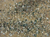 Shells on East Durras Beach